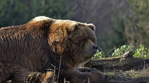 Bear Timber Thick Lying Wallpaper