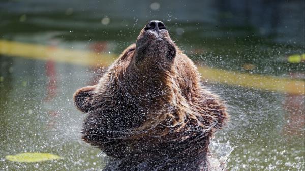 Bear Water Spray Wallpaper