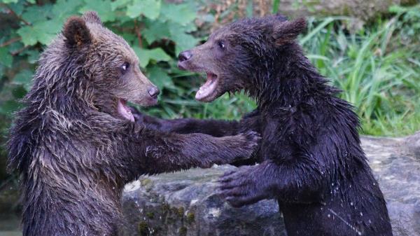 Bears Cub Couple Water Playful Wallpaper