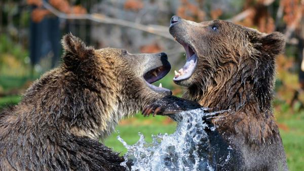 Bears Grizzly Bear Sparring Spray Wallpaper