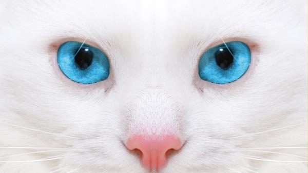 Beautiful White Cat Kitten Close Up Wallpaper
