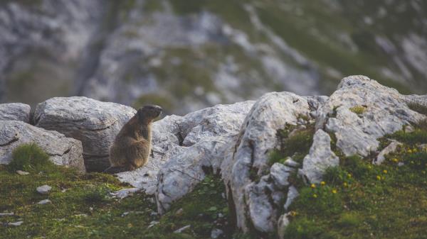Beaver Sitting Grass Rocks Wallpaper
