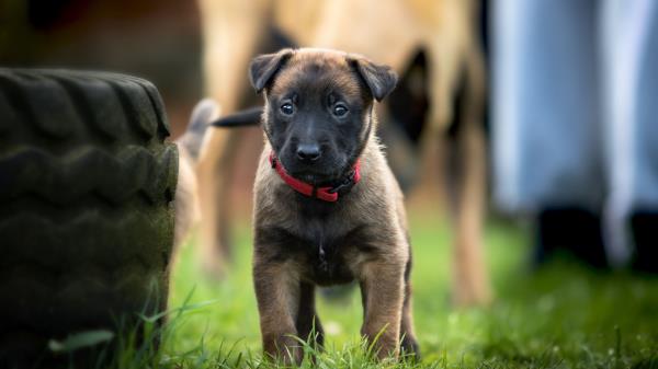 Belgian Shepherd Dog Puppy Dog Walk Wallpaper