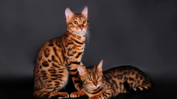 Bengal Cat Cat Couple Leopard Color Wallpaper