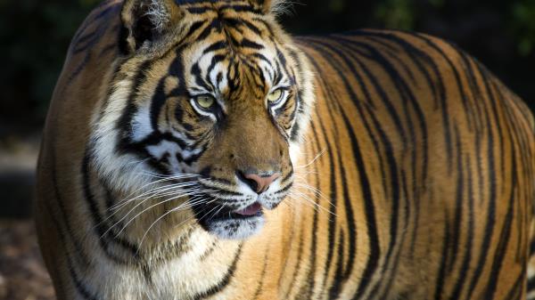 Bengal Tiger Big Tiger 8k Wallpaper