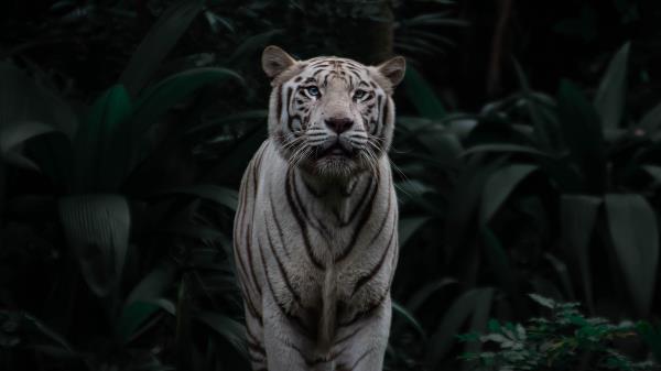 Bengal Tiger Tiger Big Cat Wallpaper