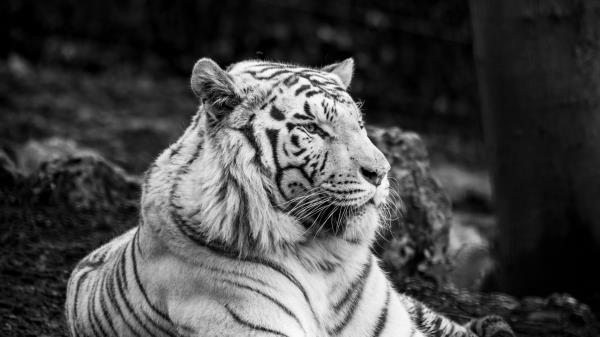 Bengal Tiger Tiger Bw Wallpaper