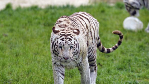 Bengal Tiger Tiger Glance Wallpaper