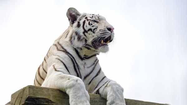 Bengal Tiger Tiger Paws Wallpaper