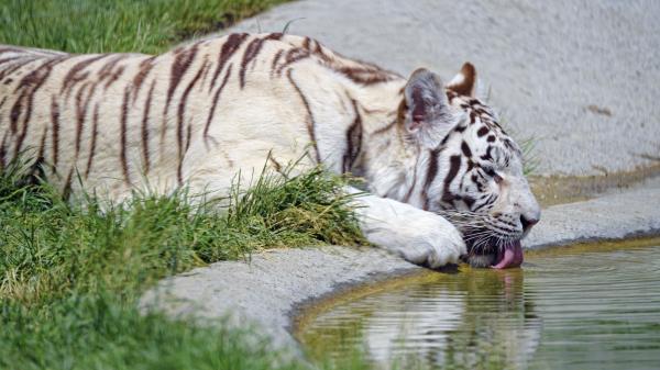 Bengal Tiger Tiger Profile Wallpaper