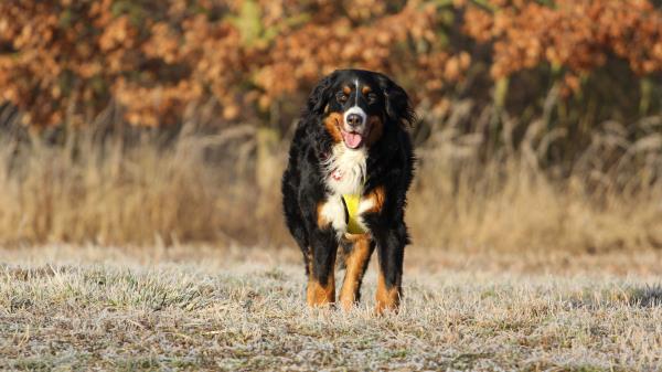 Bernese Mountain Dog Berner Sennenhund Dog Walk Wallpaper