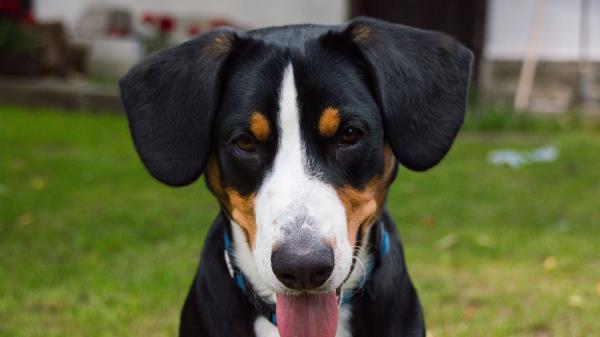 Bernese Mountain Dog Dog Muzzle Wallpaper