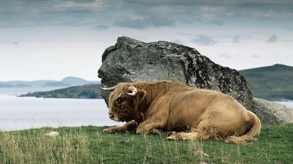 Bison Horn Stone Nature Wallpaper
