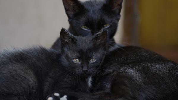 Black Cats Family Kitten Look Wallpaper