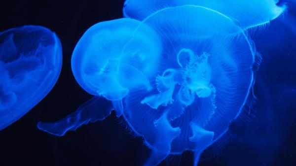 Blue Jellyfish Underwater Wallpaper