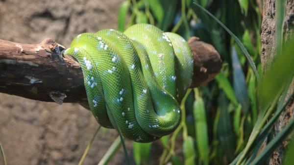 Boa Snake Color Wallpaper