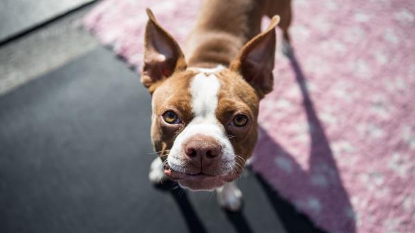 Boston Terrier Dog Puppy Muzzle Wallpaper
