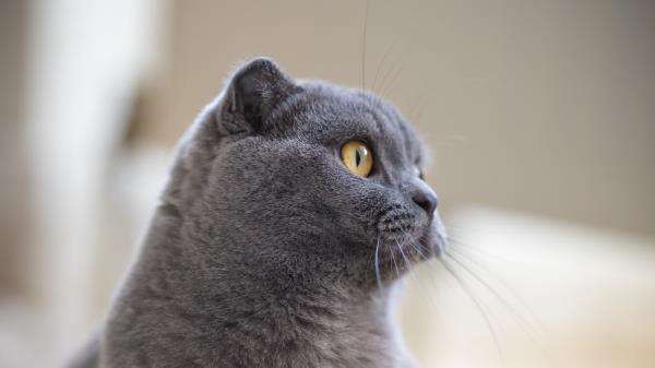 British Cat Cat Pet Animal Wallpaper