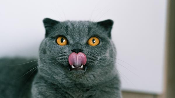 British Cat Cat Pet Wallpaper