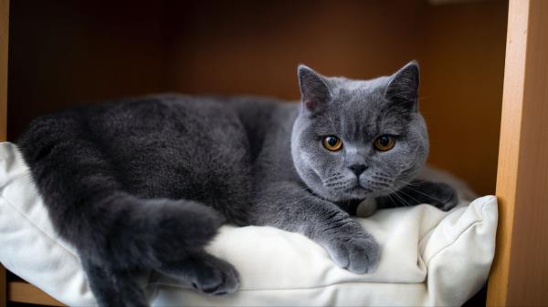 British Cat Pet Cat Wallpaper
