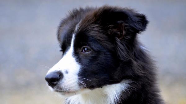 British Shepherd Dog Muzzle Wallpaper