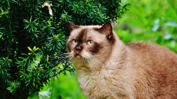 British Shorthair Cat Cat Branches Wallpaper
