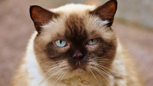 British Shorthair Cat Muzzle Beautiful Wallpaper