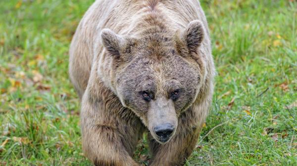 Brown Bear Bear Animal Wallpaper