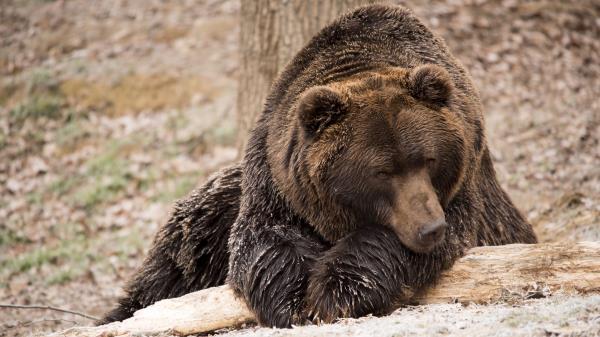 Brown Bear Bear Lies Wallpaper