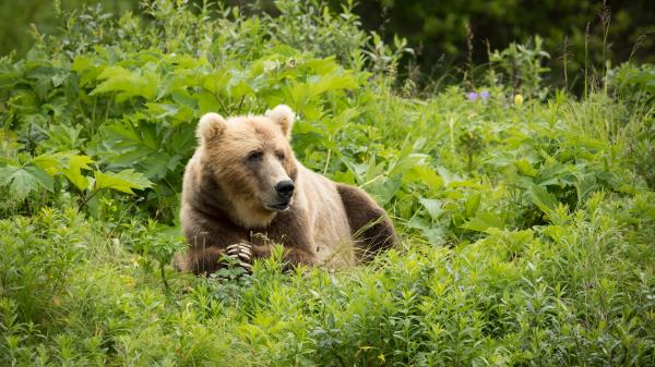 Brown Bear Bear Predator Wallpaper