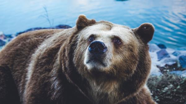 Brown Bear Bear Sight Wallpaper