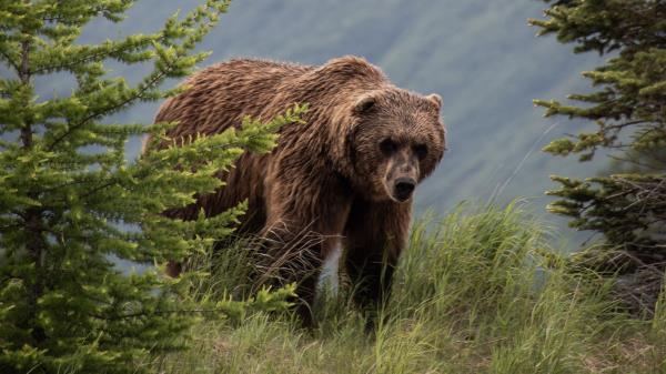 Brown Bear Bears Predator Wallpaper