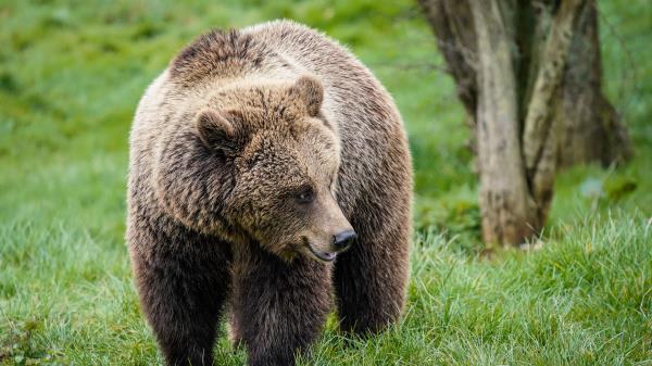 Brown Bear Cute Head Wallpaper