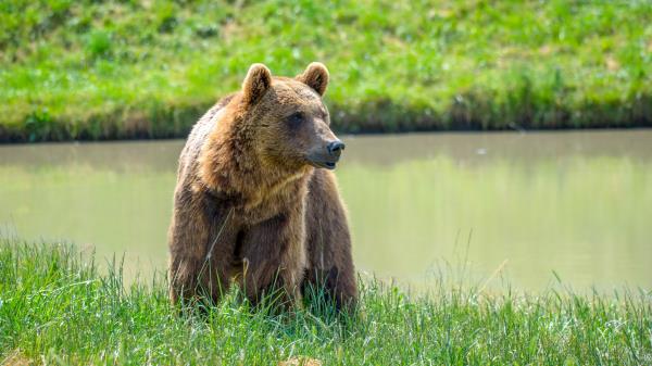 Brown Bear Face Predator Wallpaper