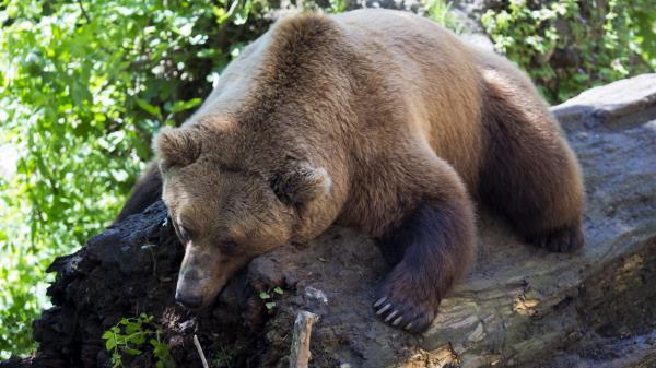 Brown Bear Lying Animal Tree Wallpaper