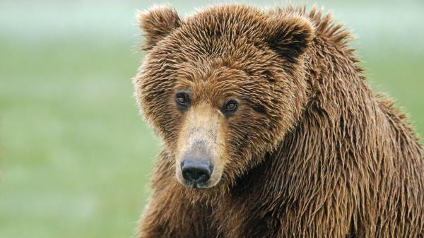 Brown Bear Nose Hair Wet Wallpaper