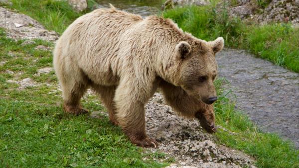 Brown Bear Siberian Bear Walk Wallpaper