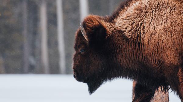 Buffalo Animal Snow Wallpaper