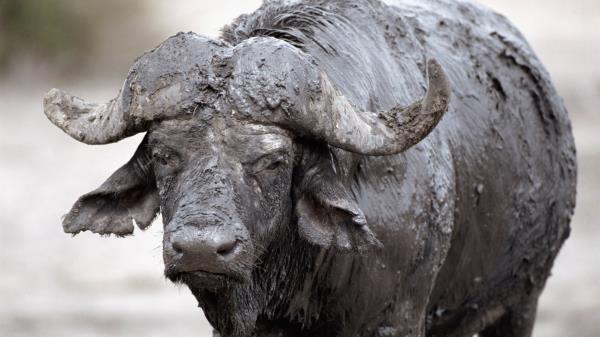 Buffalo Mud Cooling Wallpaper