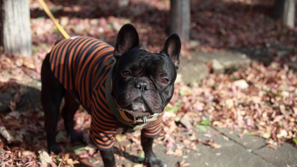 Bulldog Dog Costume Wallpaper