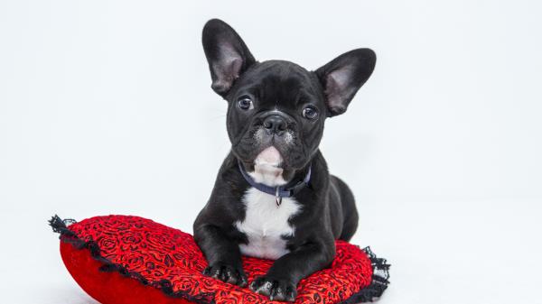 Bulldog Dog Pillow Puppy Wallpaper