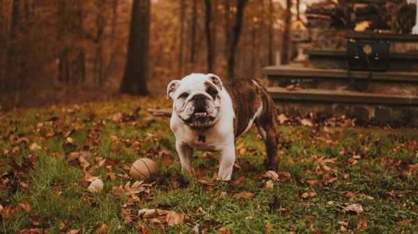 Bulldog Muzzle Ball Autumn Grass Wallpaper