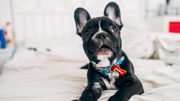 Bulldog Puppy Muzzle Collar Wallpaper
