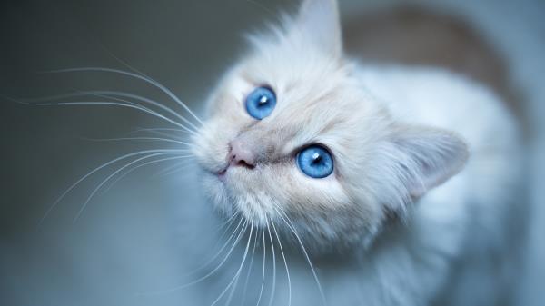 Burmese Cat Muzzle Blue Wallpaper