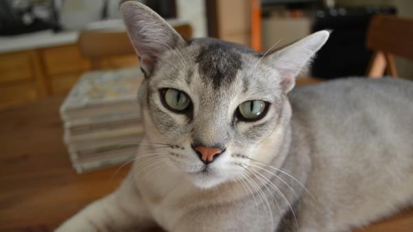 Burmilla Cat Eyes Color Breed Wallpaper