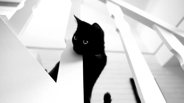 Bw Cat Pet Wallpaper