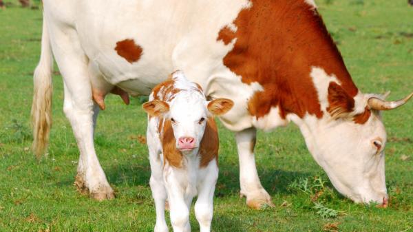 Calf Cow Pasture Wallpaper