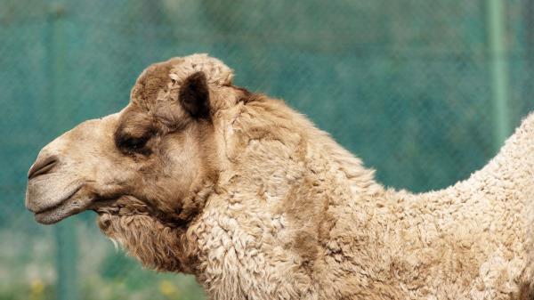 Camel Face Profile Woo wallpaper