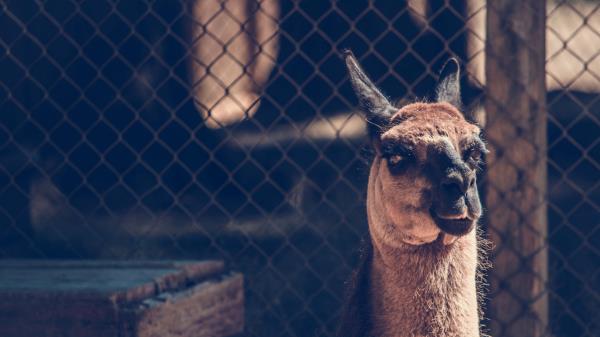 Camel Muzzle Look Wallpaper