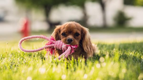 Canine Dog Puppy Wallpaper